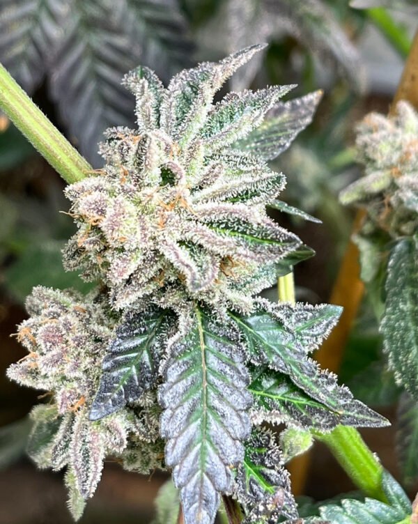 Illudium Cannabis Clones - Image 3