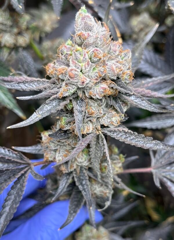 Guptila Planted Clones - Image 2