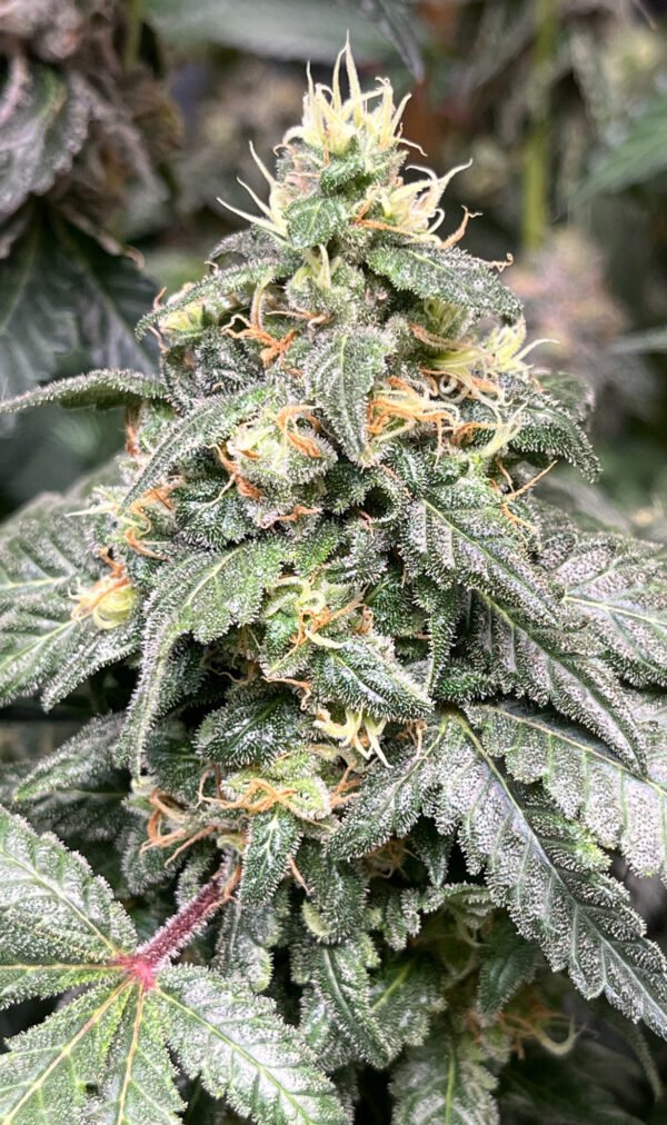DJ Short 1978 Blueberry Cannabis Clones