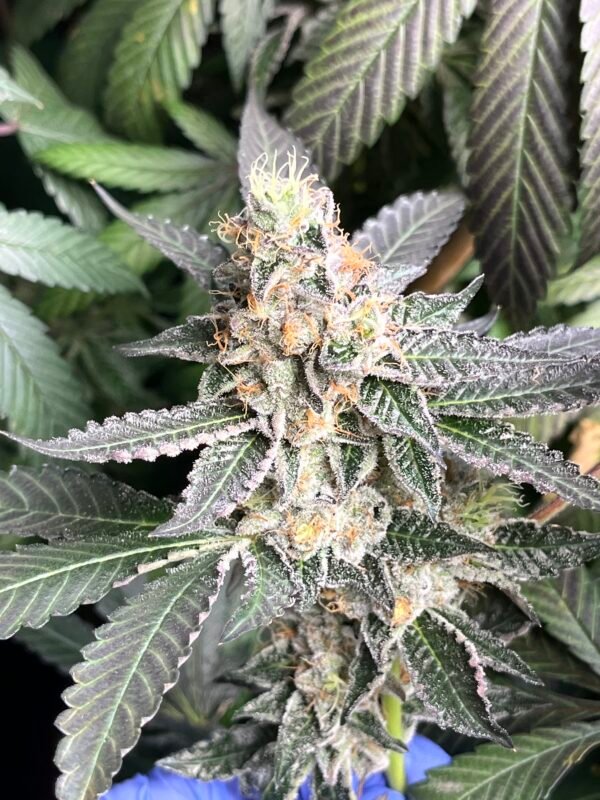 Strawberry Gary Cannabis Clones - Image 3