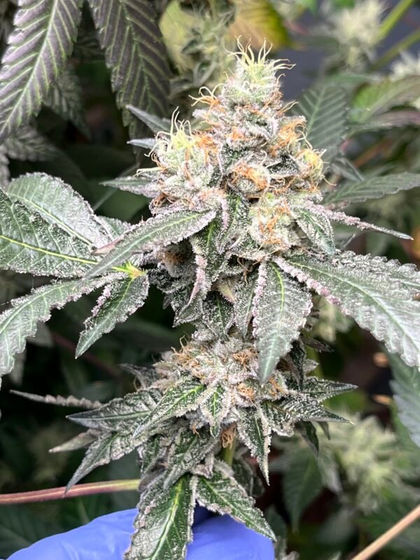 Strawberry Gary Cannabis Clones - Image 2