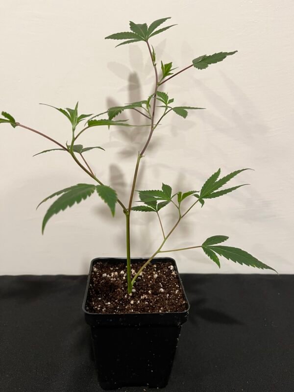 Guptila Planted Clones