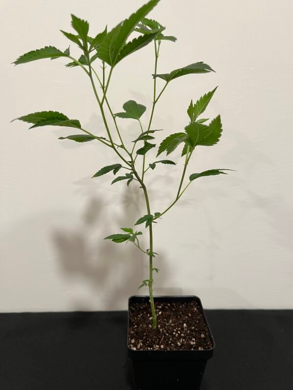Orange 43 Planted Clone