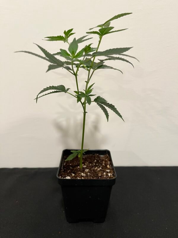 Sensi Star Planted Clone