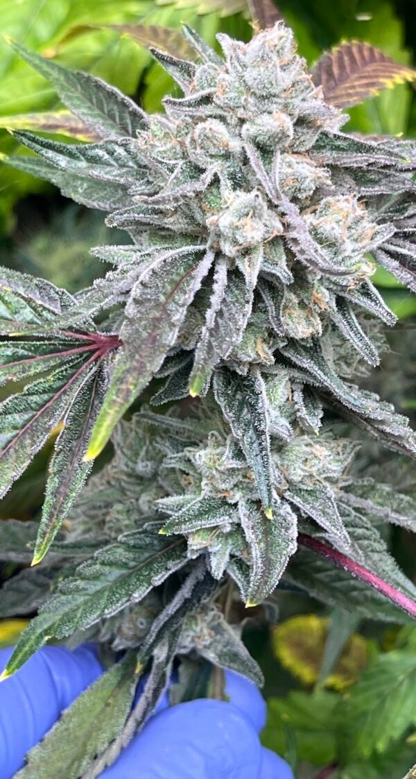 Guptilla Cannabis Clones