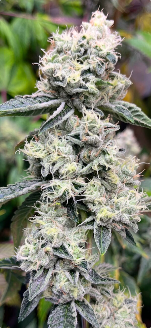 Garlic Cookies aka GMO Cannabis Clones